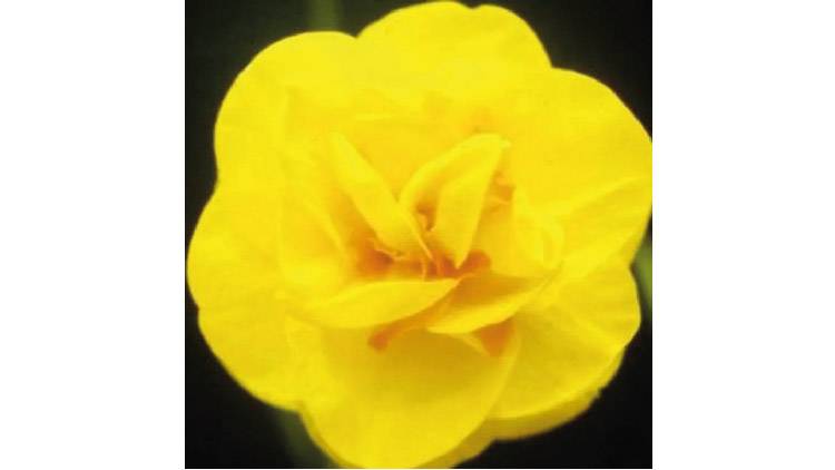 দুর্লভ ড্যাফোডিল ফুলের সন্ধানে