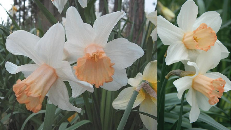 মিসেস আর.ও. ব্যাকহাউস ড্যাফোডিল। ছবি: আরএইচএস