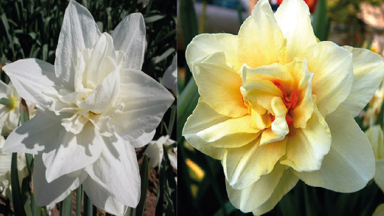 দুর্লভ ড্যাফোডিল ফুলের সন্ধানে